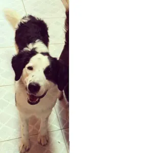 Cachorro raça bonder collie idade 2 anos nome thor