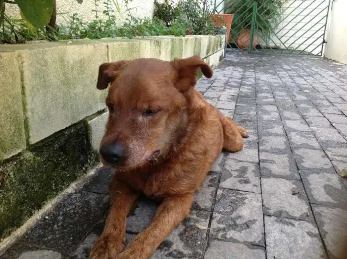 Cachorro ra a SRD idade 5 anos nome "Amigo"