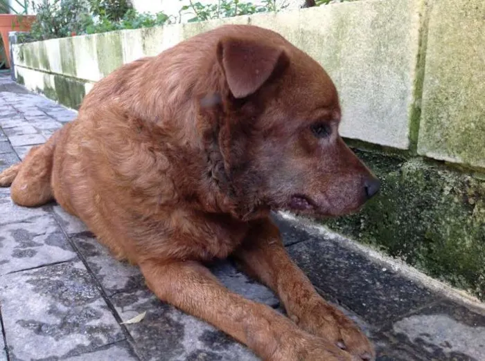 Cachorro ra a SRD idade 5 anos nome "Amigo"