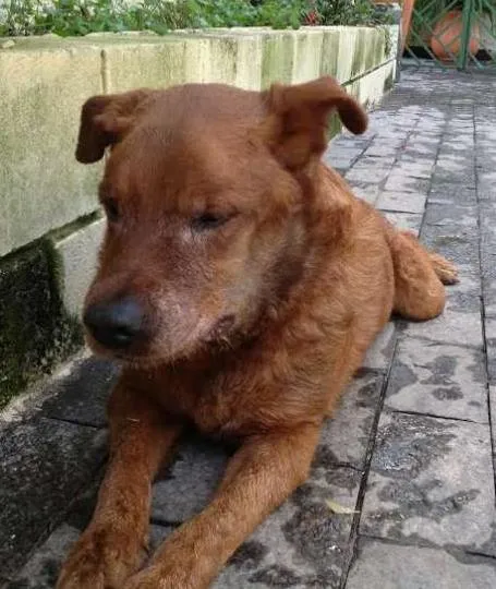 Cachorro ra a SRD idade 5 anos nome "Amigo"