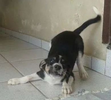 Cachorro raça SRD idade 2 a 6 meses nome sem nome