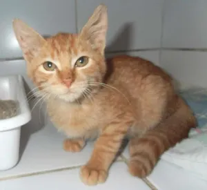 Gato raça srd idade 2 a 6 meses nome Suflair