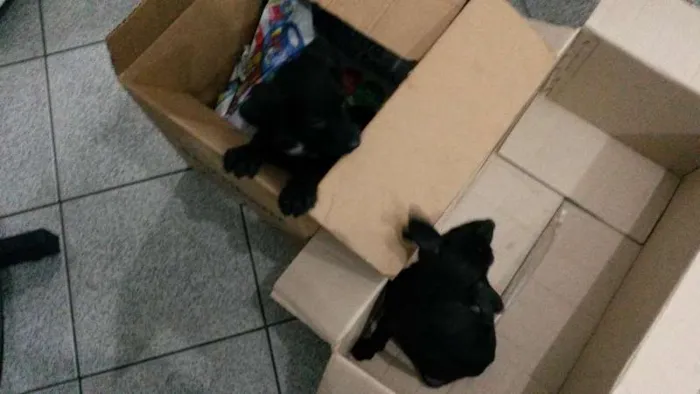 Cachorro ra a Vira-Lata idade 2 a 6 meses nome Sem nome