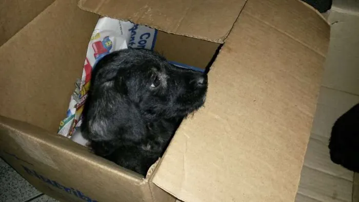 Cachorro ra a Vira-Lata idade 2 a 6 meses nome Sem nome