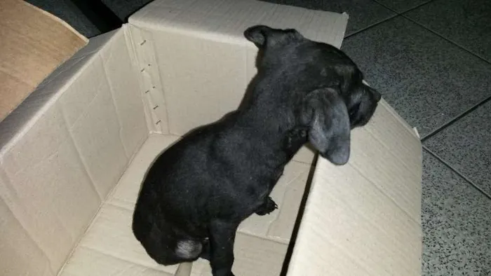 Cachorro ra a Vira-Lata idade 2 a 6 meses nome Sem nome