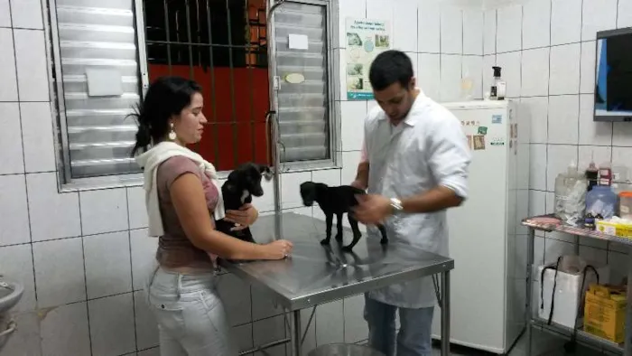 Cachorro ra a Vira-Lata idade 2 a 6 meses nome Sem nome