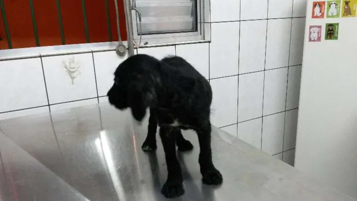 Cachorro ra a Vira-Lata idade 2 a 6 meses nome Sem nome