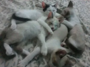 Gato raça ciames idade 2 a 6 meses nome (3) Gatos