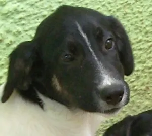 Cachorro raça SRD idade 2 a 6 meses nome ALFA