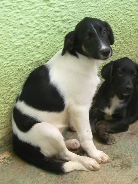 Cachorro ra a SRD idade 2 a 6 meses nome ALFA