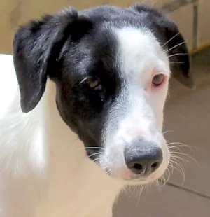 Cachorro raça SRD idade 2 a 6 meses nome LOLITA