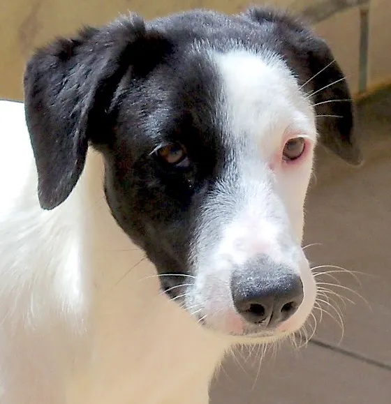 Cachorro ra a SRD idade 2 a 6 meses nome LOLITA