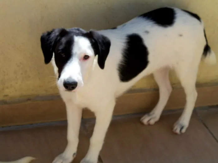 Cachorro ra a SRD idade 2 a 6 meses nome LOLITA