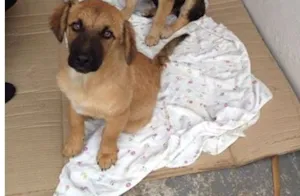 Cachorro raça Vira - lata idade 2 a 6 meses nome Sem nome