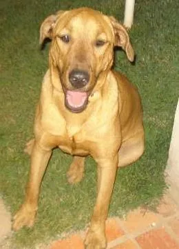 Cachorro raça Labrador idade 7 a 11 meses nome Doug