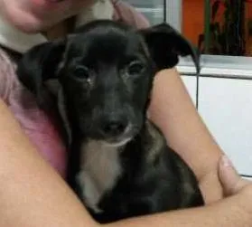 Cachorro raça Vira-Lata idade 2 a 6 meses nome Sem nome