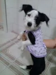 belinha