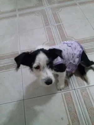 Cachorro raça podle e bace idade 2 a 6 meses nome belinha