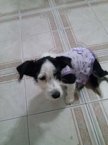 Cachorro ra a podle e bace idade 2 a 6 meses nome belinha