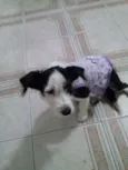 belinha