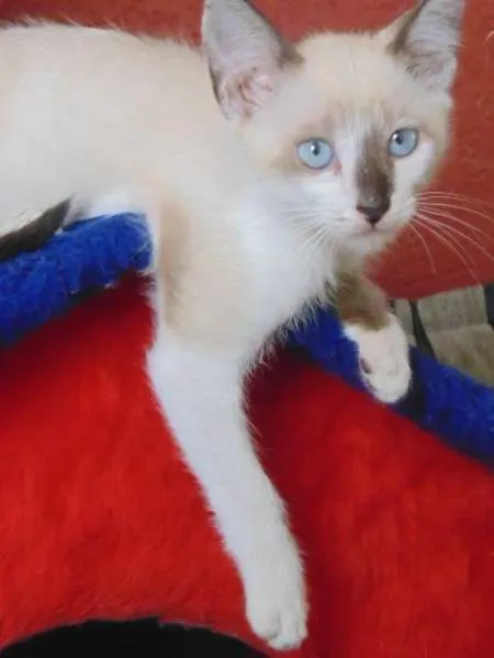 Gato ra a SRD idade 2 a 6 meses nome Rodolfo,  James e Tião