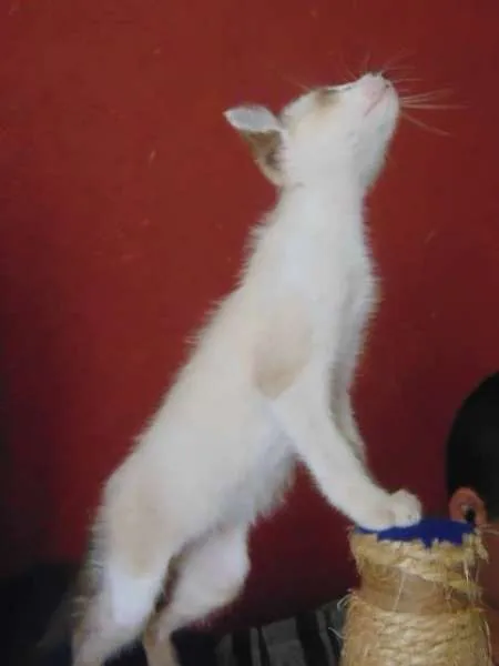 Gato ra a SRD idade 2 a 6 meses nome Rodolfo,  James e Tião