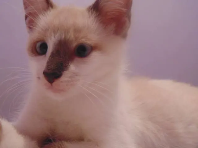 Gato ra a SRD idade 2 a 6 meses nome Rodolfo,  James e Tião