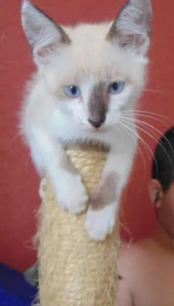 Gato ra a SRD idade 2 a 6 meses nome Rodolfo,  James e Tião