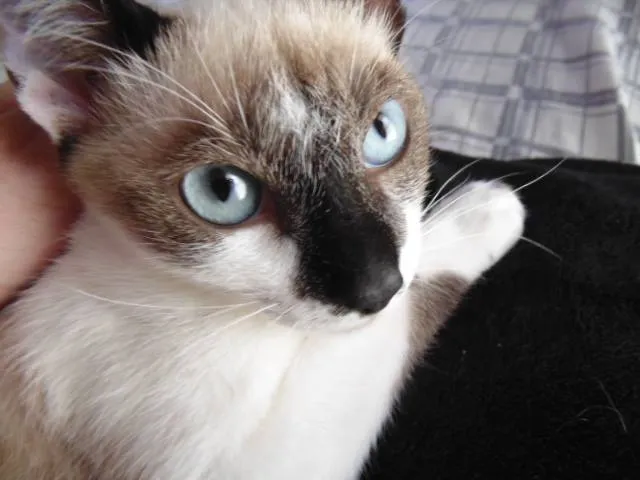 Gato ra a SRD idade 2 a 6 meses nome Rodolfo,  James e Tião