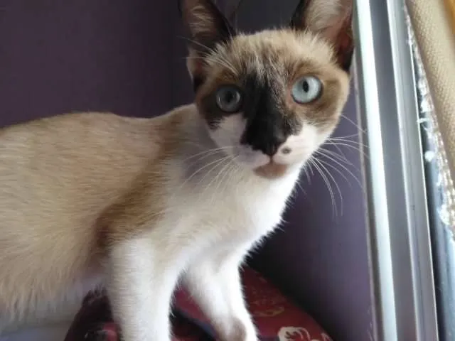 Gato ra a SRD idade 2 a 6 meses nome Rodolfo,  James e Tião
