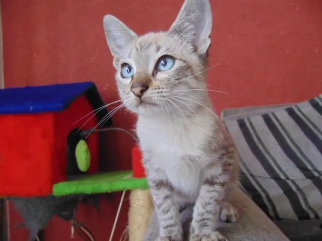 Gato ra a SRD idade 2 a 6 meses nome Rodolfo,  James e Tião