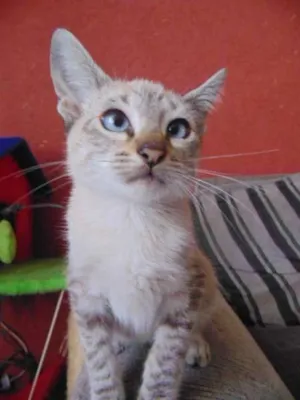 Gato raça SRD idade 2 a 6 meses nome Rodolfo,  James e Tião