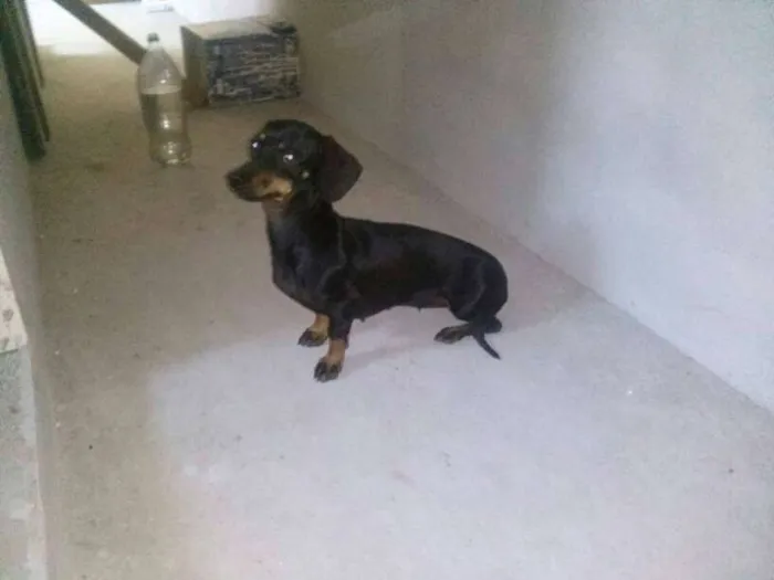 Cachorro ra a dachshund idade  nome Sem nome