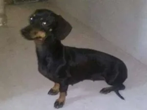 Cachorro raça dachshund idade  nome Sem nome