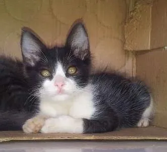 Gato ra a SRD idade 2 a 6 meses nome Frajolinha