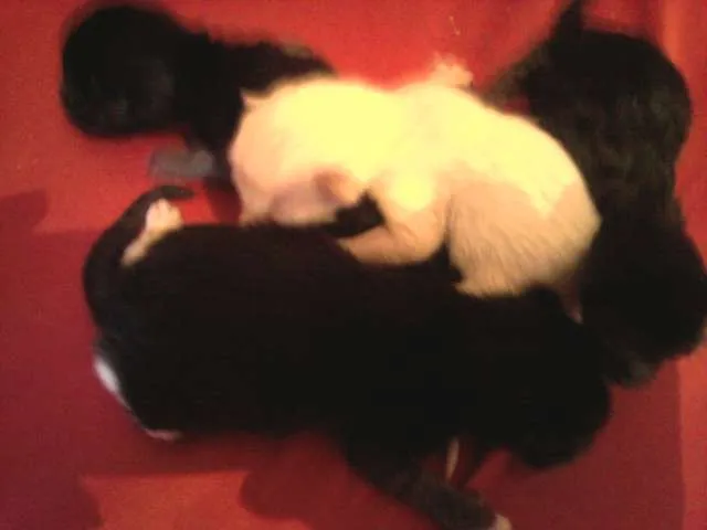 Gato ra a indefinida idade Abaixo de 2 meses nome nao tem nome