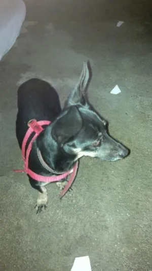Cachorro raça Pinscher idade 2 anos nome Bebê