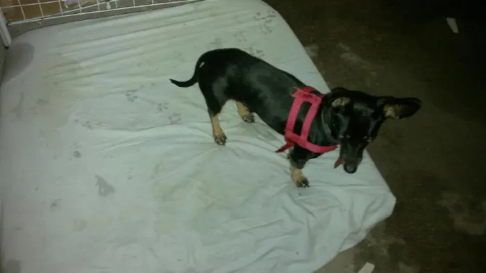 Cachorro ra a Pinscher idade 2 anos nome Bebê