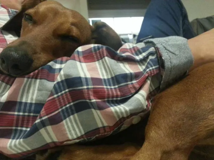 Cachorro ra a Basset misturado idade 3 anos nome Mila