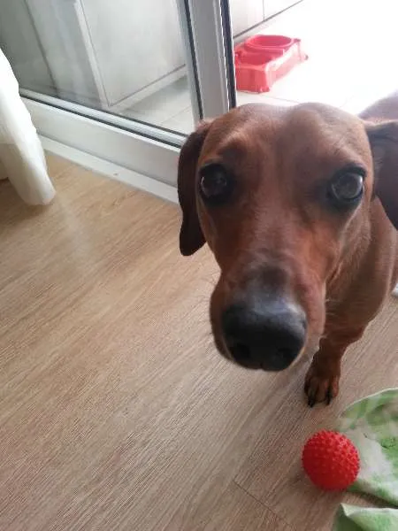 Cachorro ra a Basset misturado idade 3 anos nome Mila