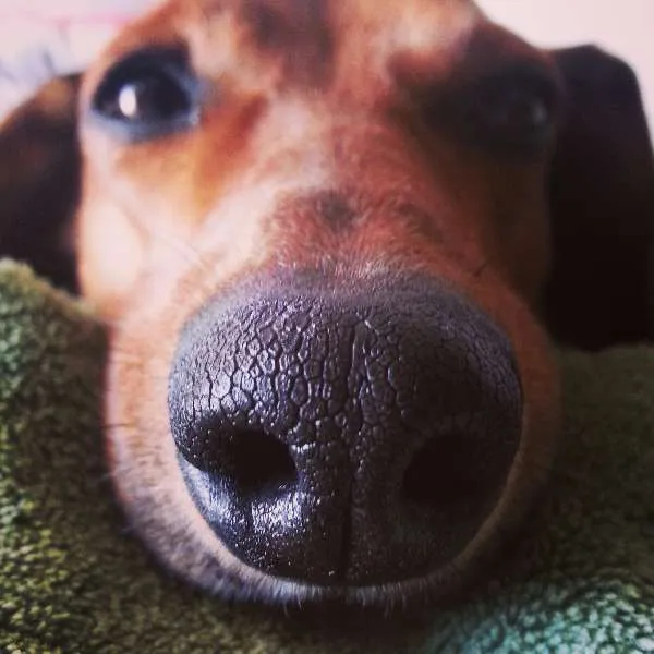 Cachorro ra a Basset misturado idade 3 anos nome Mila