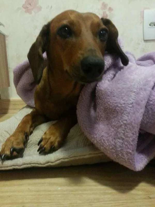 Cachorro ra a Basset misturado idade 3 anos nome Mila