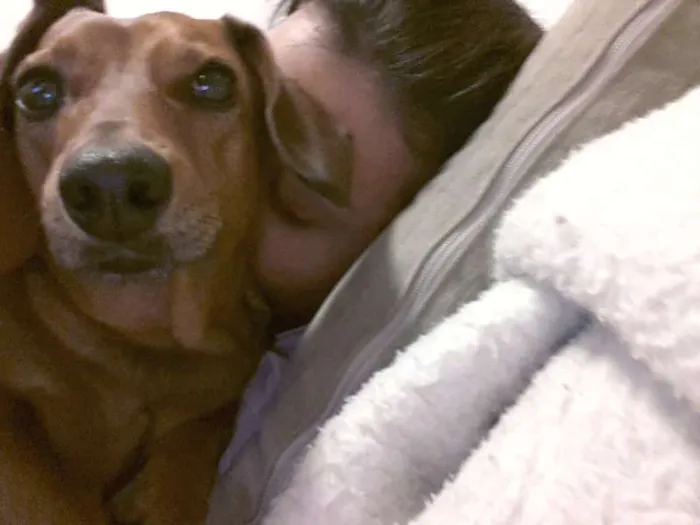 Cachorro ra a Basset misturado idade 3 anos nome Mila