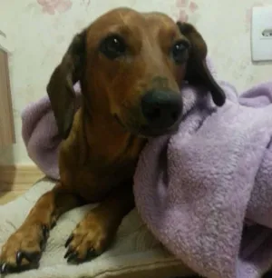 Cachorro raça Basset misturado idade 3 anos nome Mila