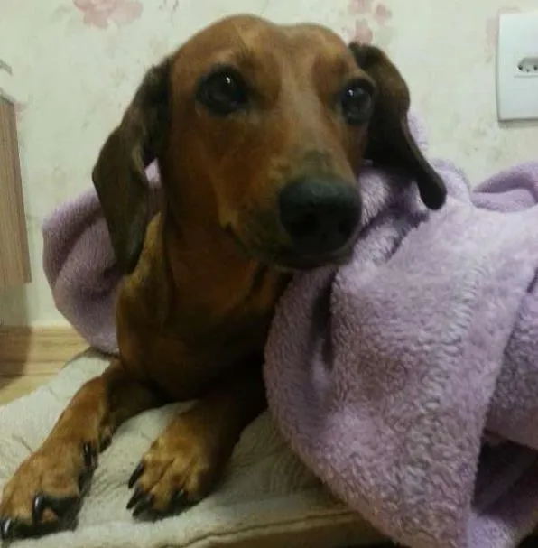 Cachorro ra a Basset misturado idade 3 anos nome Mila