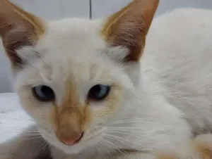 Gato raça SRD idade 2 a 6 meses nome CHUVISCO