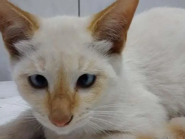 Gato ra a SRD idade 2 a 6 meses nome CHUVISCO