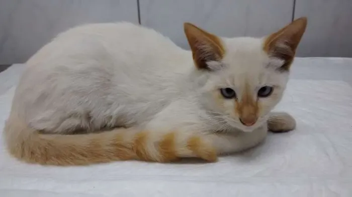 Gato ra a SRD idade 2 a 6 meses nome CHUVISCO
