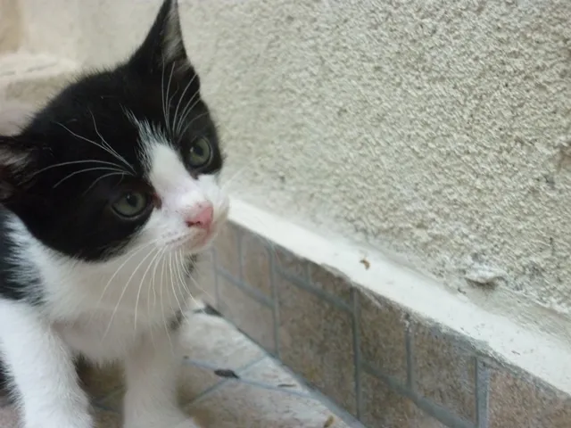 Gato ra a SRD idade 2 a 6 meses nome MANCHINHA