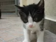 MANCHINHA